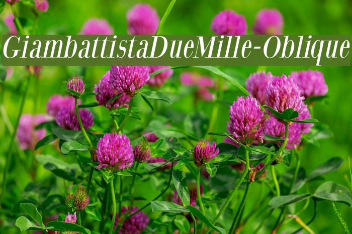 GiambattistaDueMille-Oblique Font examples
