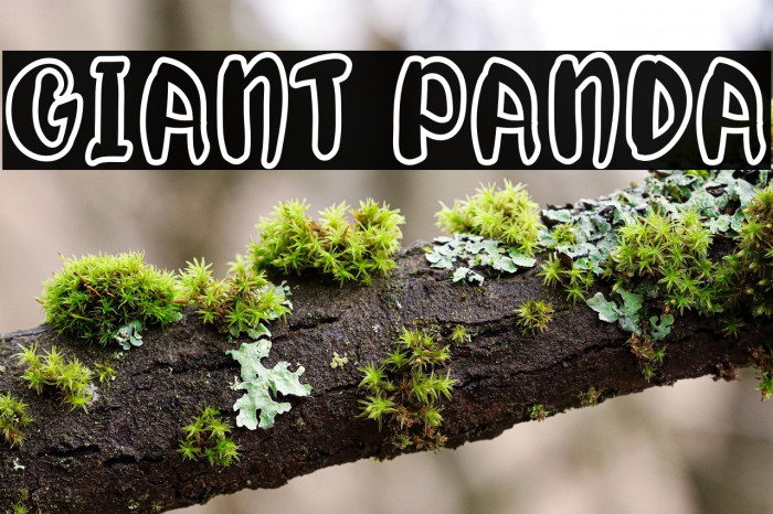 Giant Panda Example 3