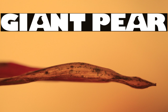 Giant Pear Example 1