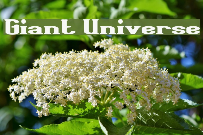 Giant Universe Font examples