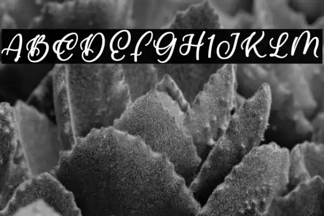 Gibran Font examples