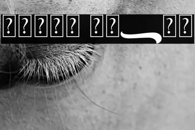 Gient Swash Font examples