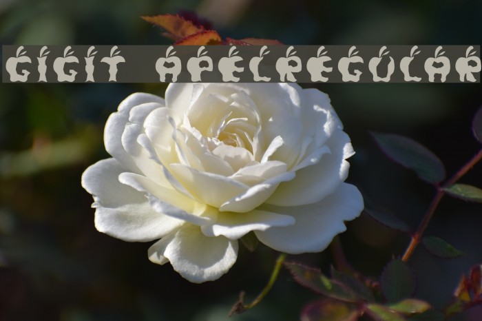 Gigit ApelRegular Example 3