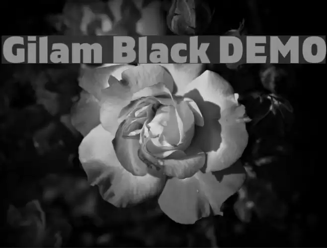 Gilam Black DEMO Font examples