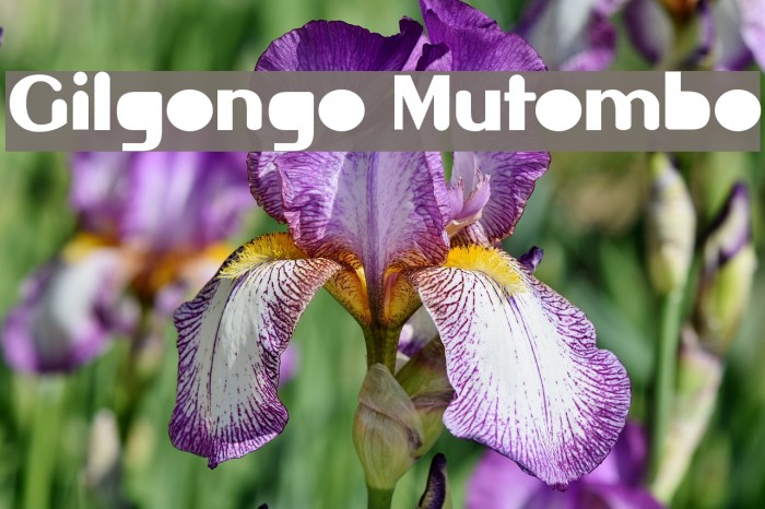 Gilgongo Mutombo Font examples