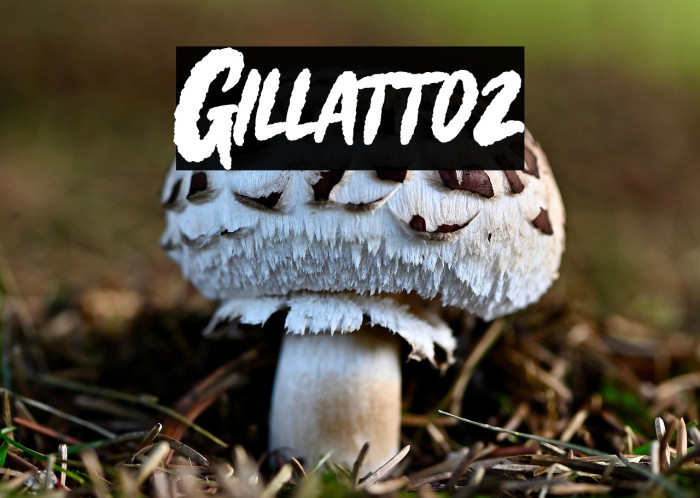Gillattoz Example 1