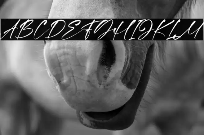 Gilliany Font examples