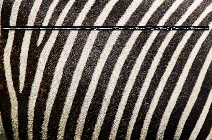 Gilligan Coast Swash Example 3