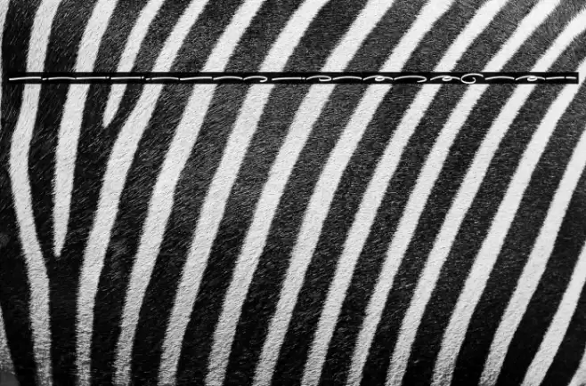 Gilligan Coast Swash Font examples