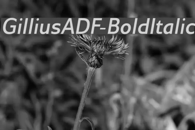GilliusADF-BoldItalic Font examples