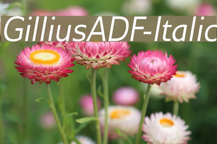 GilliusADF-Italic Font examples
