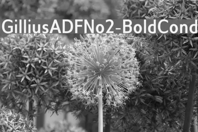 GilliusADFNo2-BoldCond Font examples