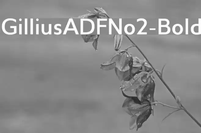 GilliusADFNo2-Bold Font examples