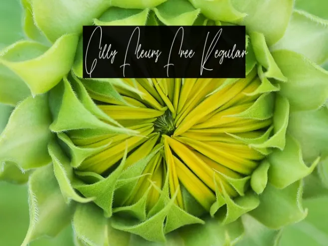 Gilly Fleurs Free Regular Example 3