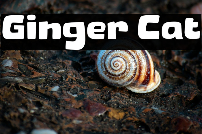 Ginger Cat Example 1