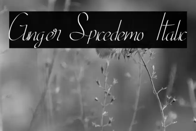 Ginger Spicedemo Italic Font examples