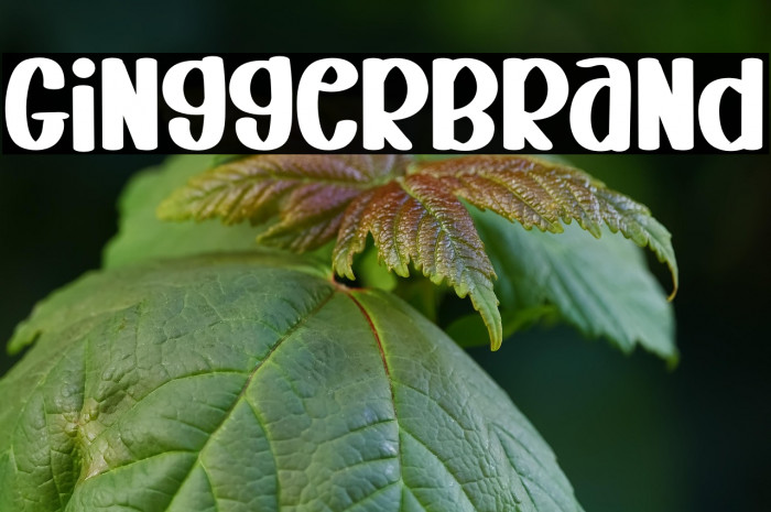 Gingger  Brand Example 1