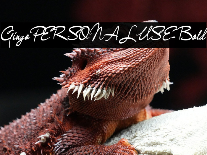 GingoPERSONALUSE-Bold Example 1