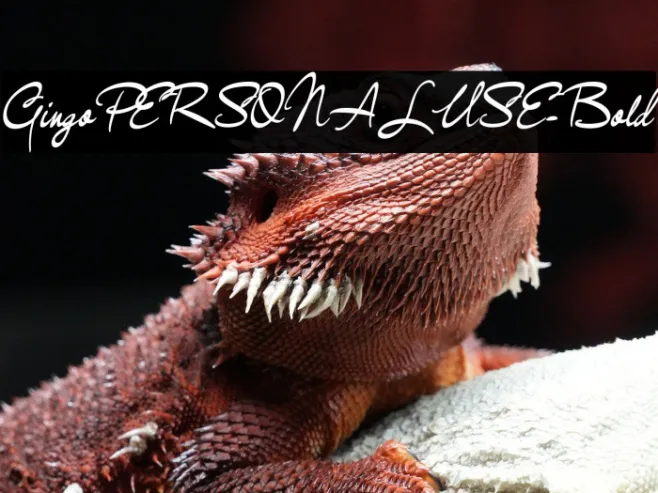 GingoPERSONALUSE-Bold Example 1