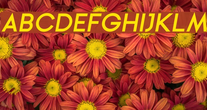Ginora Sans Bold Oblique Font examples