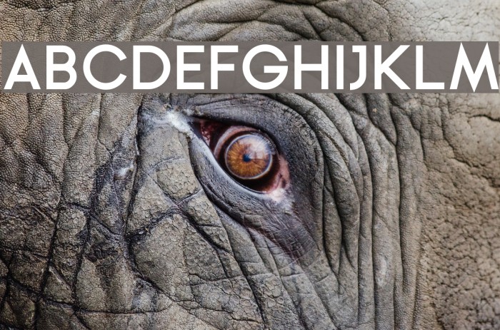 Ginora Sans Bold Example 2