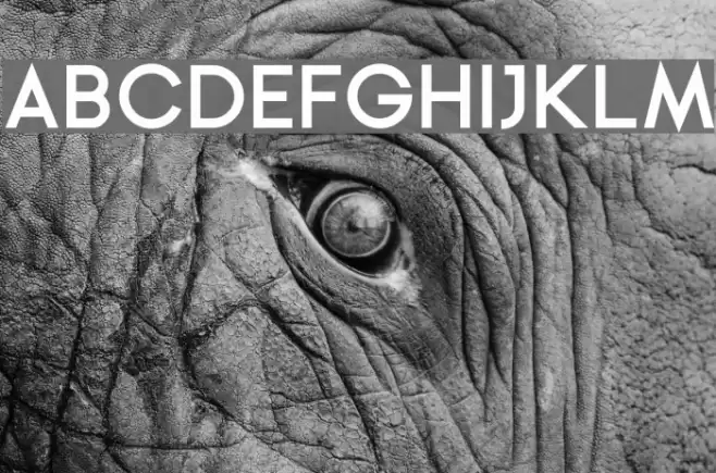 Ginora Sans Bold Font examples