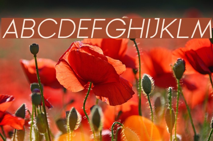 Ginora Sans Light Oblique Example 3