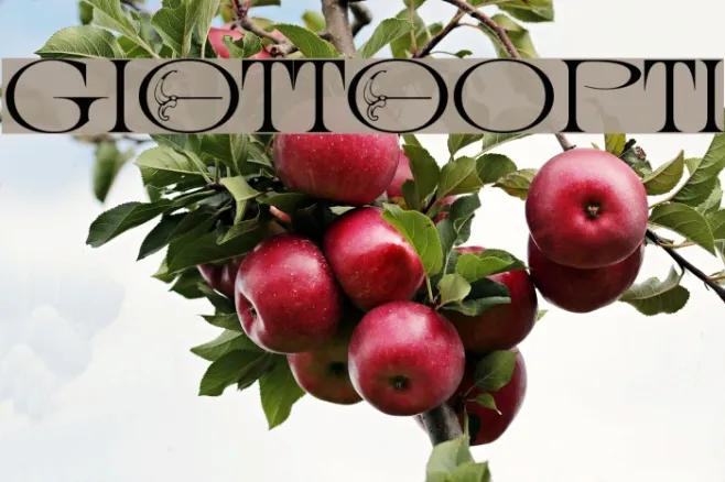 GiottoOpti Example 2