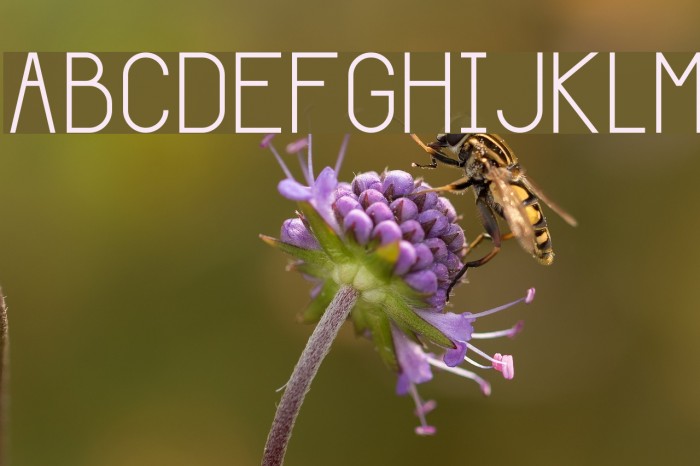 Giraffe Font examples