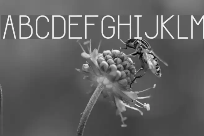 Giraffe خط examples