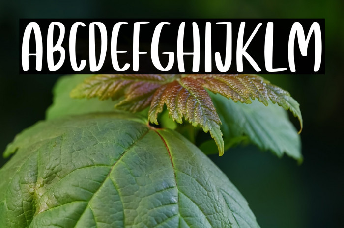 Giraffella Example 2