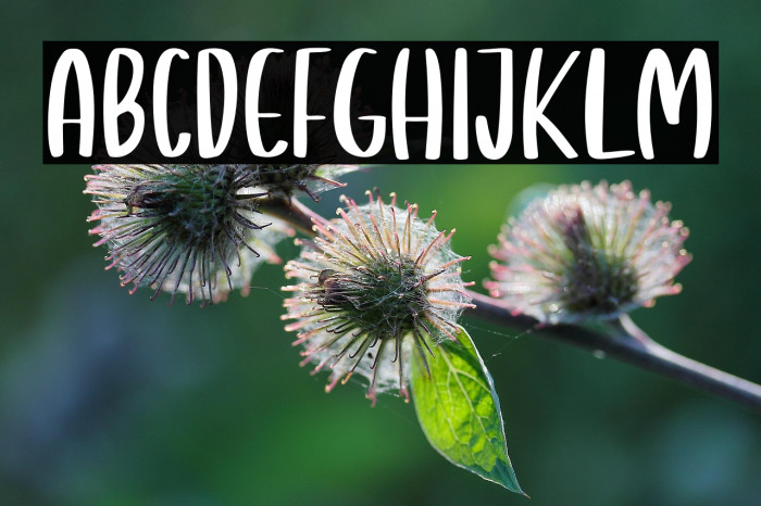 Giraffella Example 3