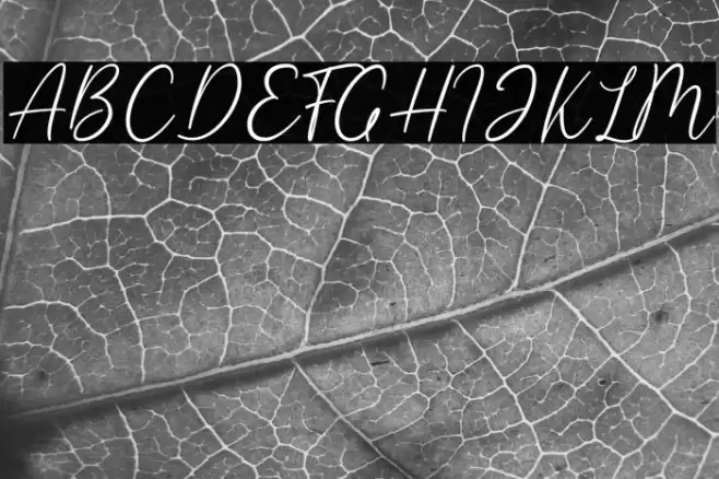 Giselle Font examples