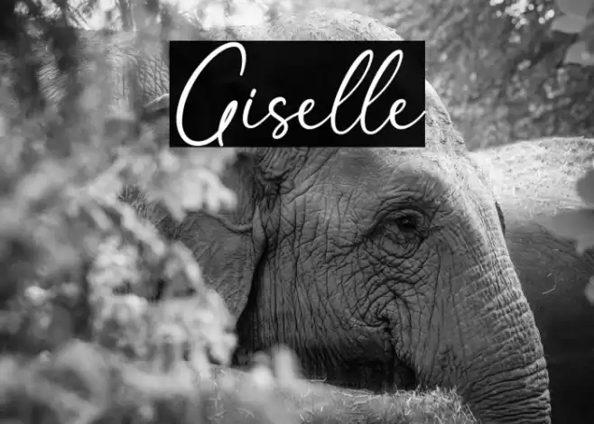 Giselle Font examples