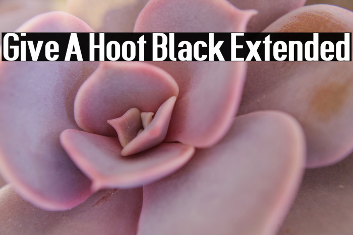 Give A Hoot Black Extended Font examples