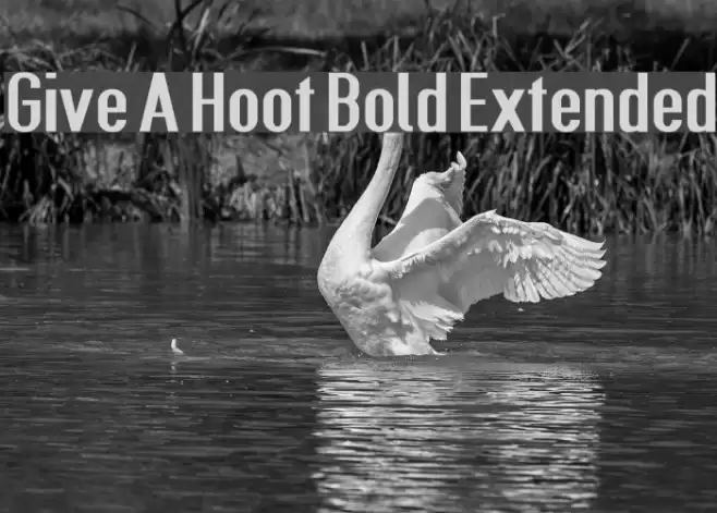 Give A Hoot Bold Extended Font examples