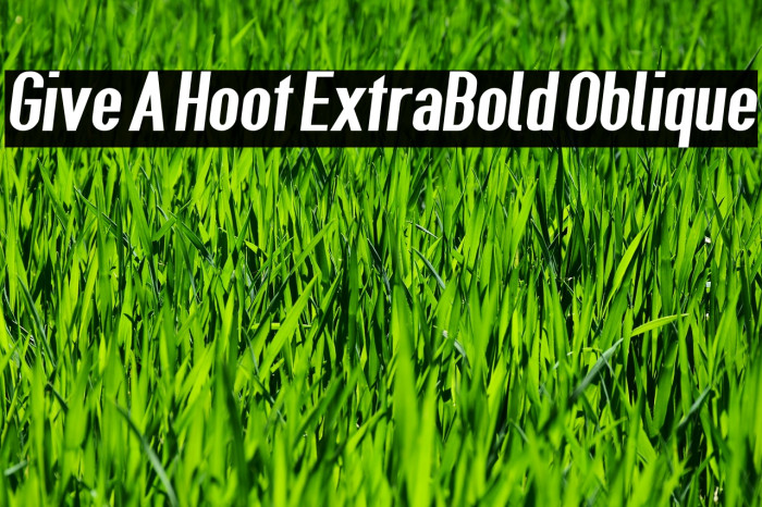 Give A Hoot ExtraBold Oblique Example 2