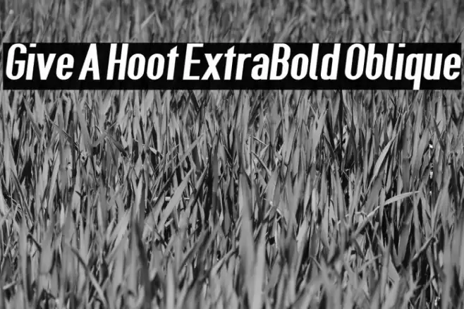 Give A Hoot ExtraBold Oblique Font examples
