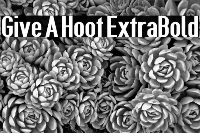 Give A Hoot ExtraBold Font examples