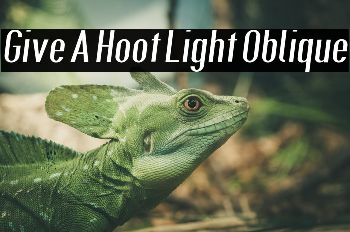 Give A Hoot Light Oblique Font examples