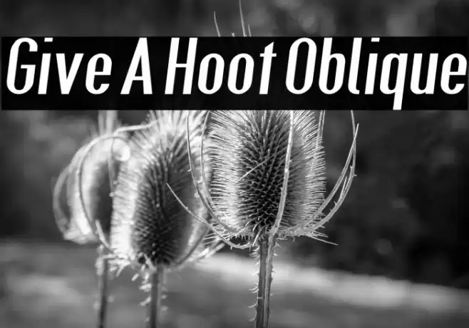 Give A Hoot Oblique Font examples