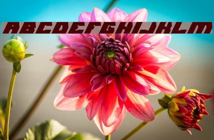 GLADIATOR SPORT Bold Italic Example 3