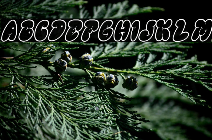 GLOREST SHUFLE OUTLINE Italic Example 2