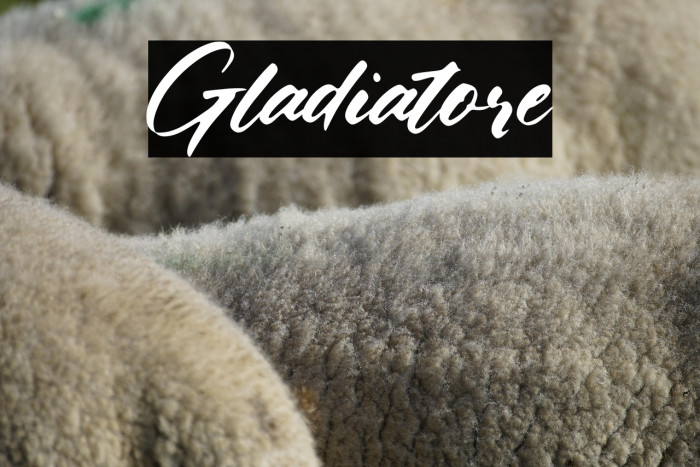 Gladiatore Example 2