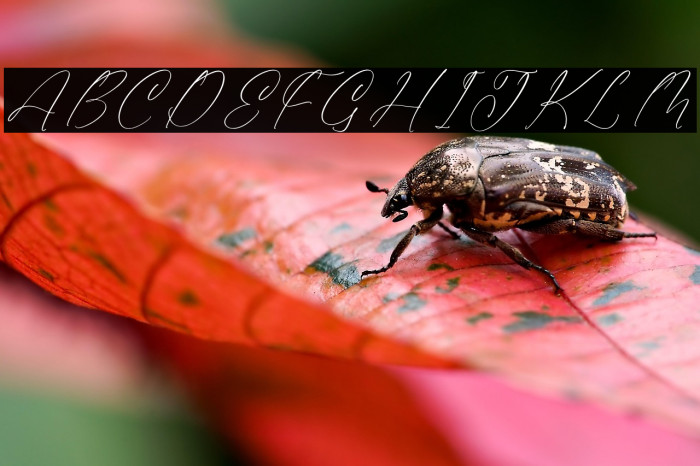 Gladista Arabela Example 1