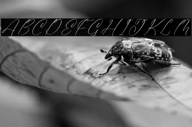 Gladista Arabela Font examples