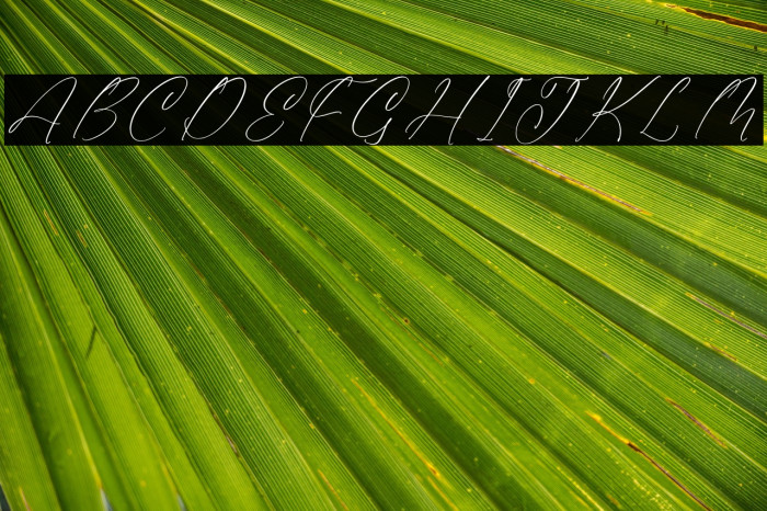 Gladista Arabela Example 3