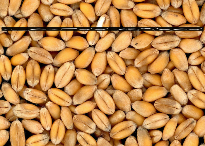 Gladyss Extras Example 3