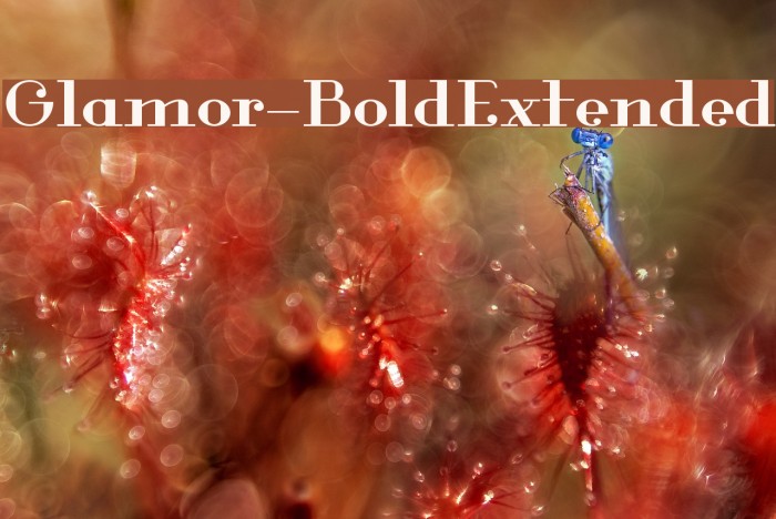 Glamor-BoldExtended Fuentes examples