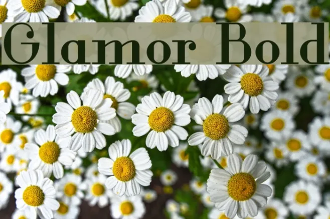 Glamor Bold Example 2